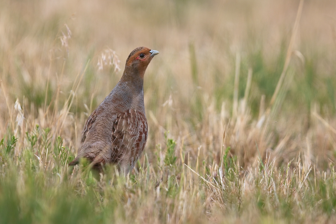 Koroptev polní  ( Perdix perdix )