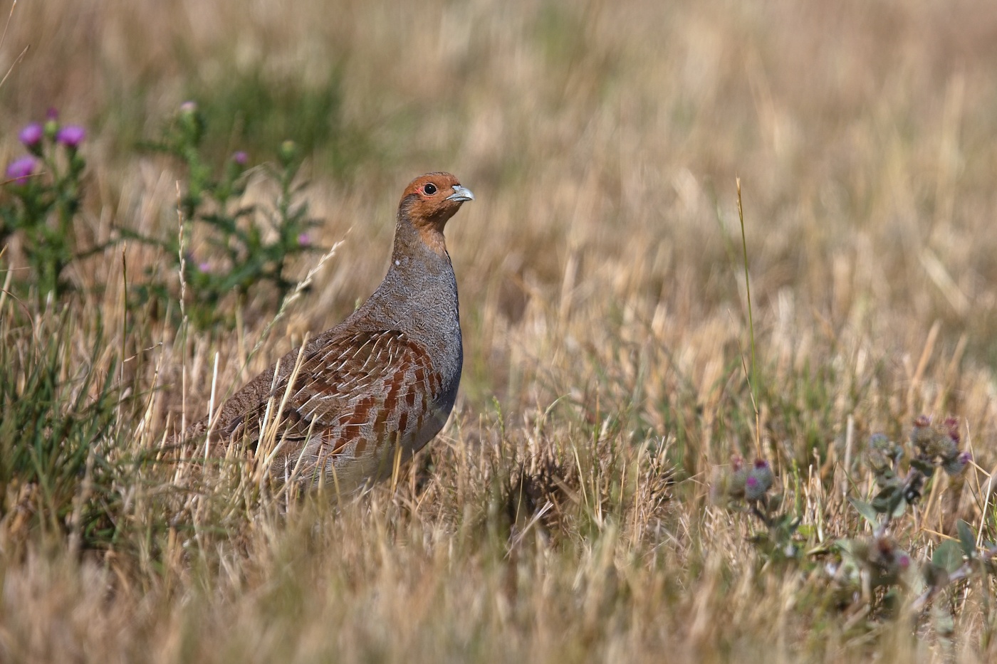 Koroptev polní  ( Perdix perdix )