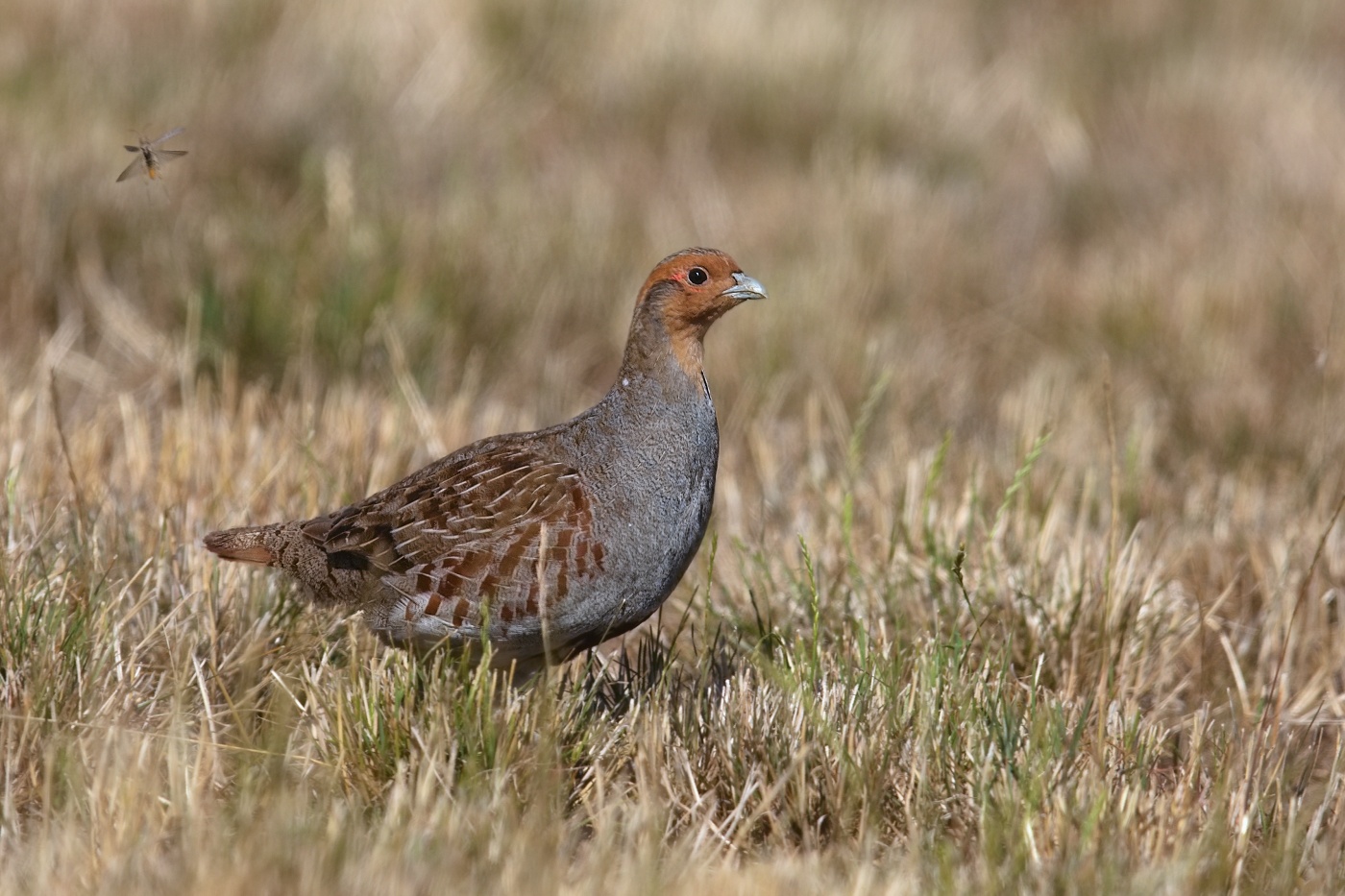 Koroptev polní  ( Perdix perdix )
