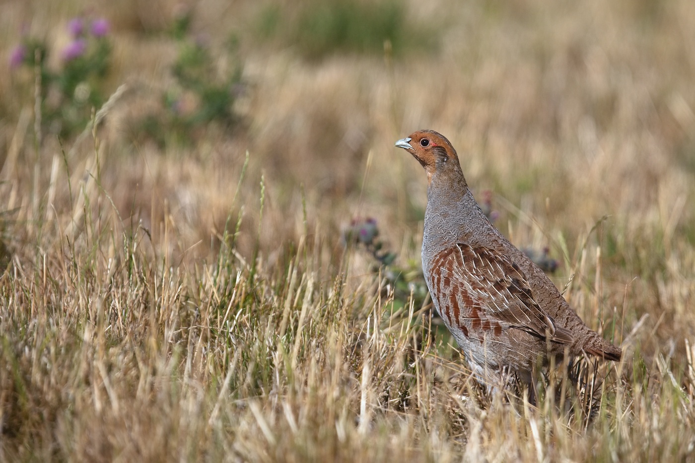 Koroptev polní  ( Perdix perdix )