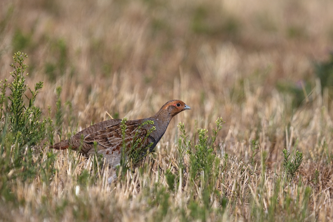 Koroptev polní  ( Perdix perdix )