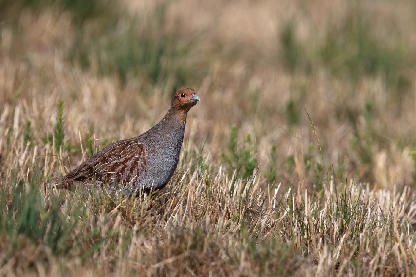 Koroptev polní  ( Perdix perdix )