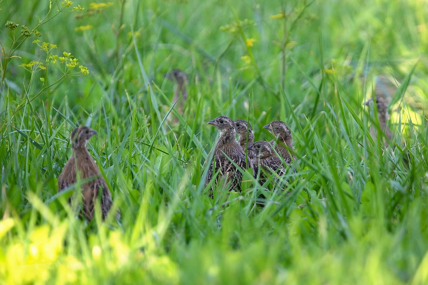 Koroptev polní  ( Perdix perdix )