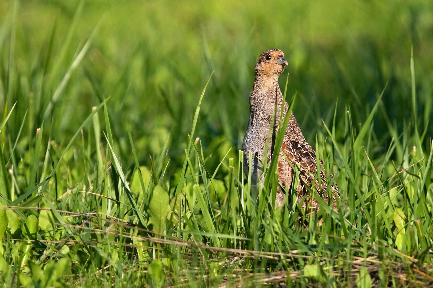 Koroptev polní  ( Perdix perdix )