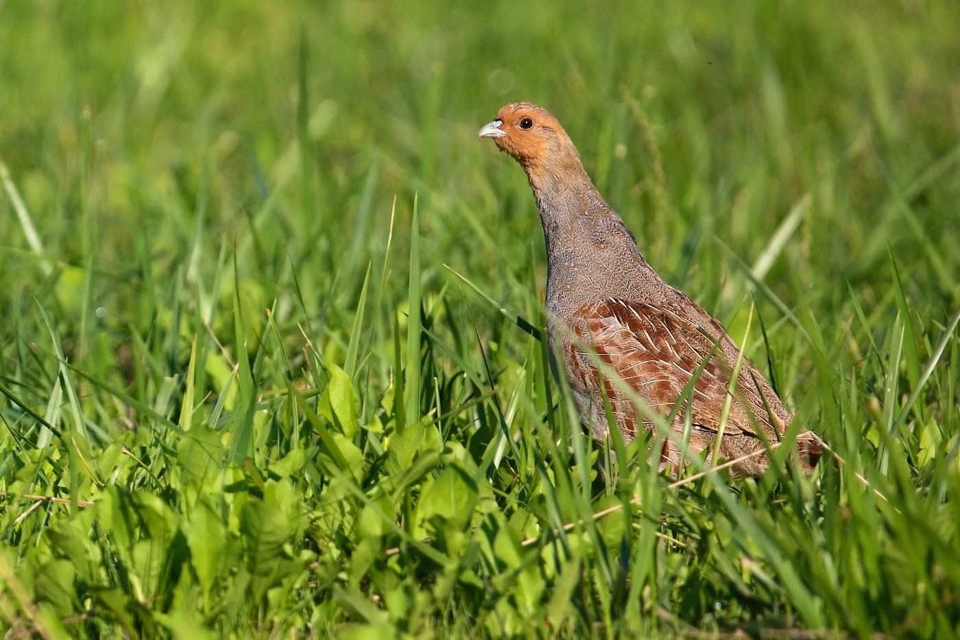 Koroptev polní  ( Perdix perdix )