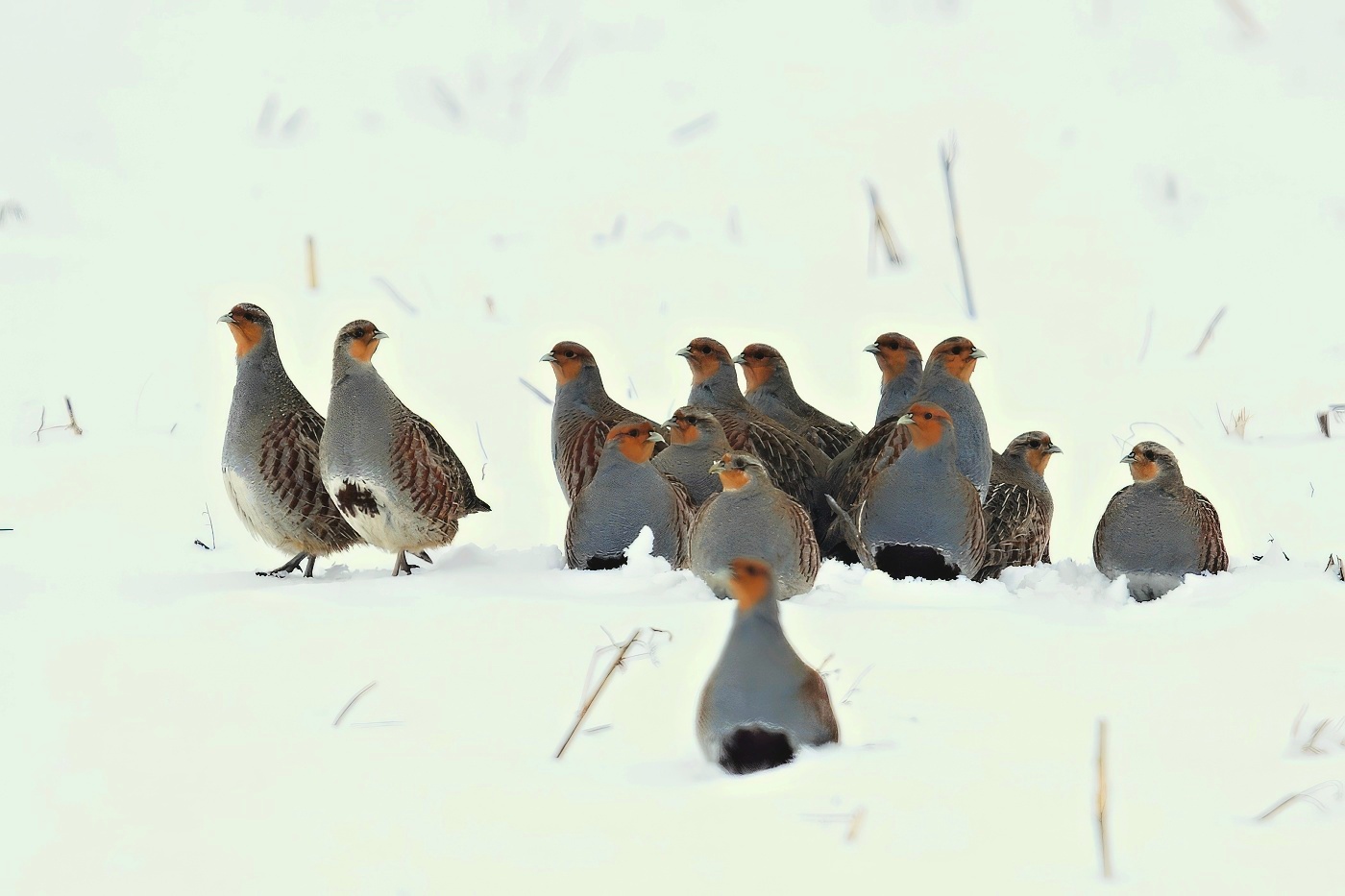 Koroptev polní  ( Perdix perdix )