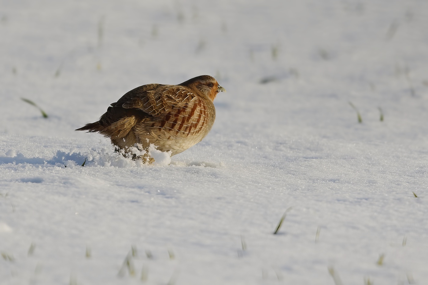 Koroptev polní  ( Perdix perdix )
