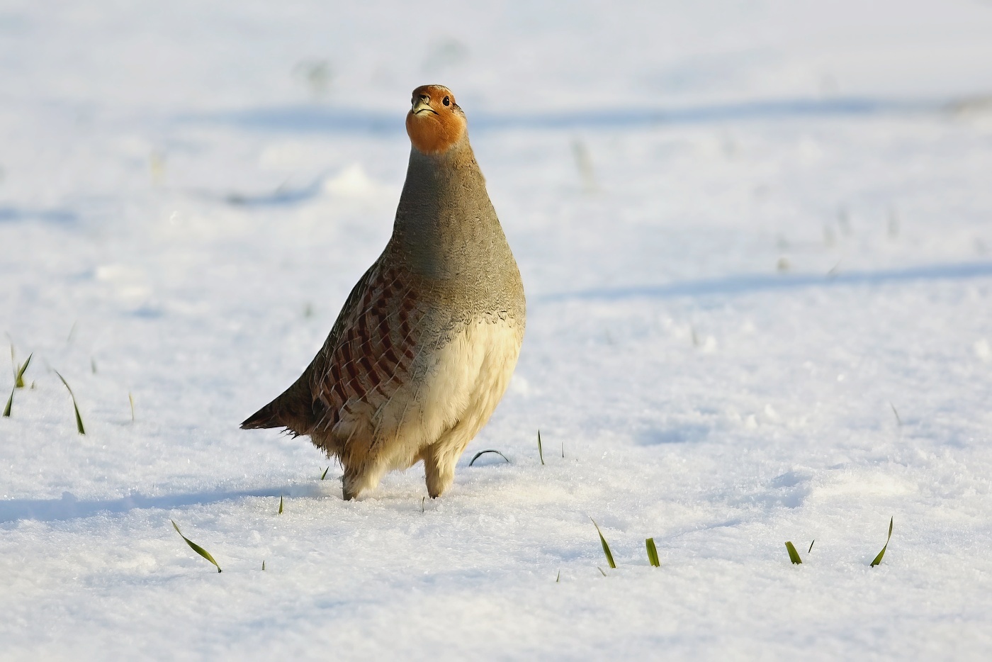 Koroptev polní  ( Perdix perdix )