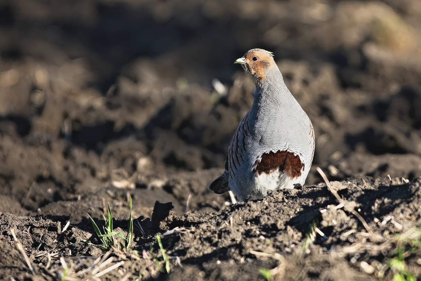 Koroptev polní  ( Perdix perdix )
