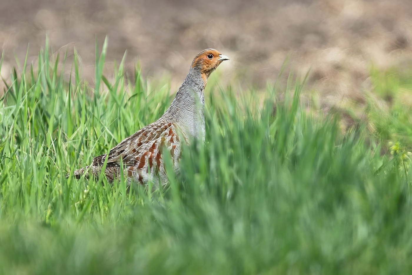 Koroptev polní  ( Perdix perdix )