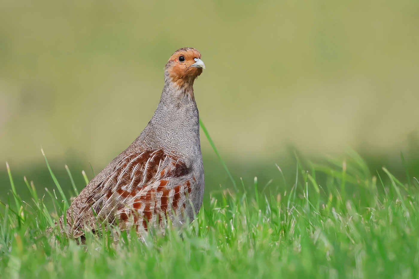 Koroptev polní  ( Perdix perdix )