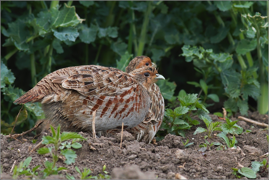Koroptev polní ( Perdix perdix )