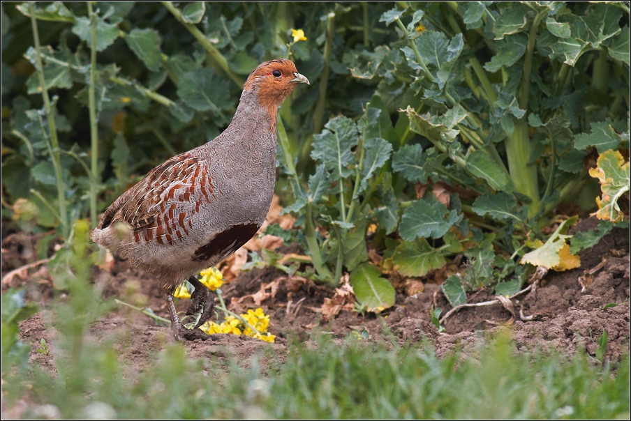 Koroptev polní ( Perdix perdix )