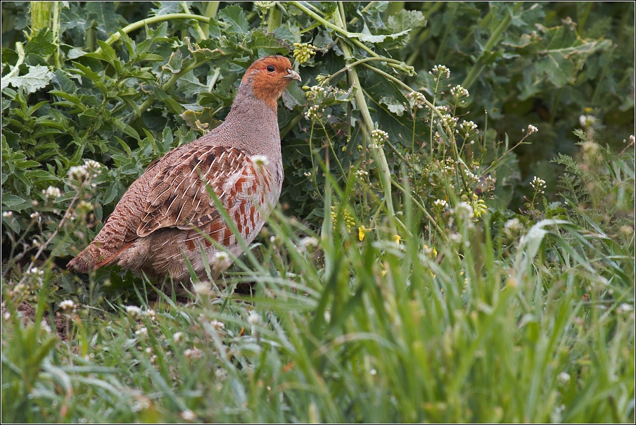 Koroptev polní ( Perdix perdix )