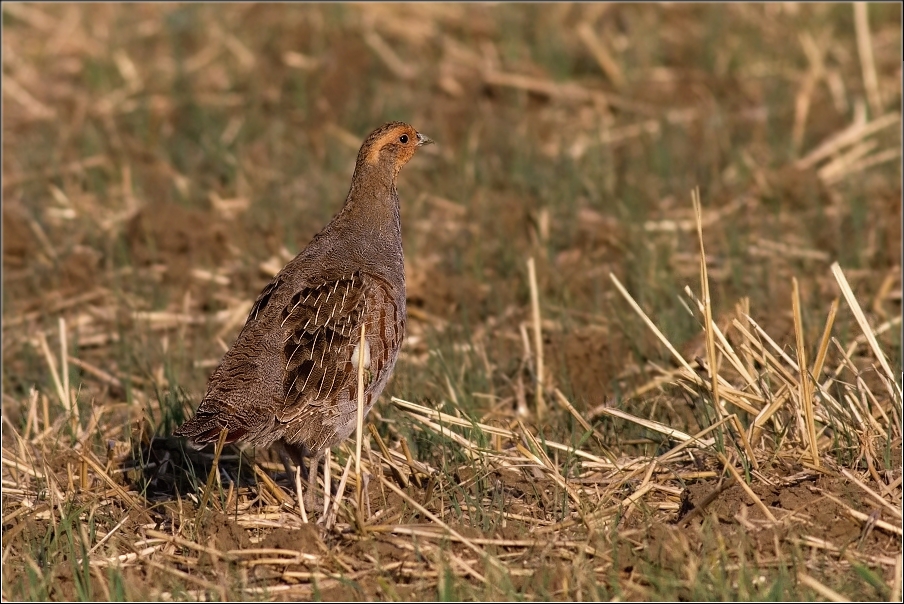 Koroptev polní  ( Perdix perdix )