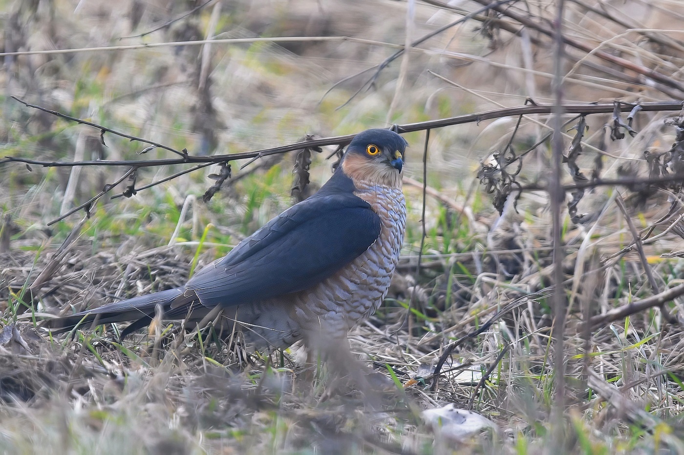 Krahujec obecný  ( Accipiter nisus )