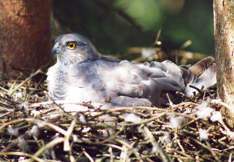 Krahujec obecný - samice