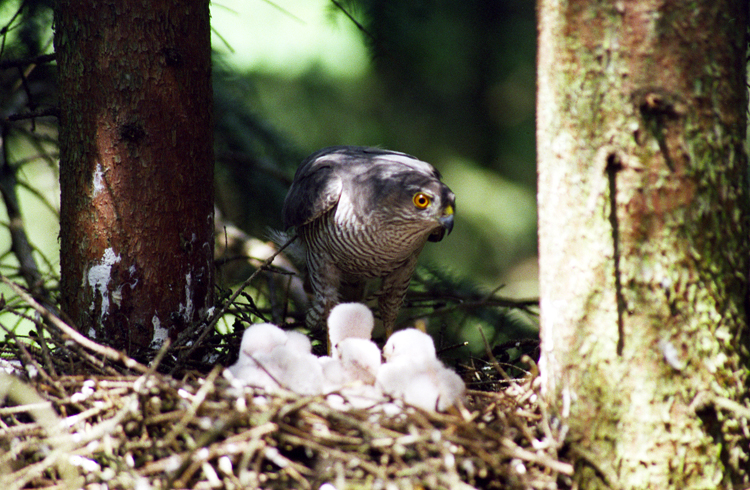 Krahujec obecný - samice