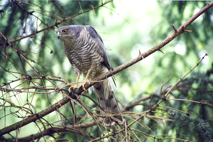 Krahujec obecný - samice