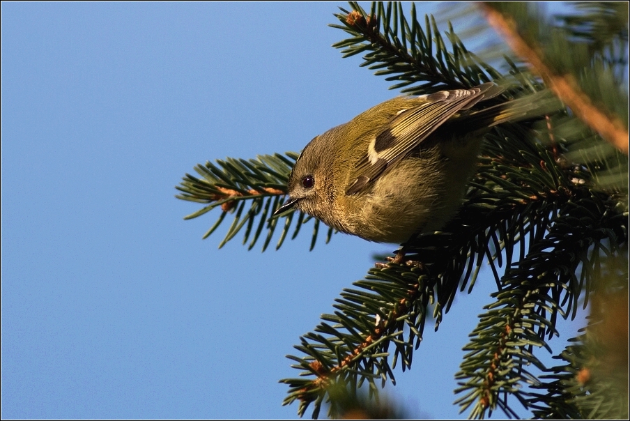 Králíček obecný ( Regulus regulus )
