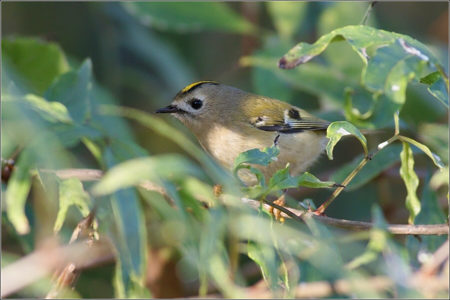 Králíček obecný ( Regulus regulus )