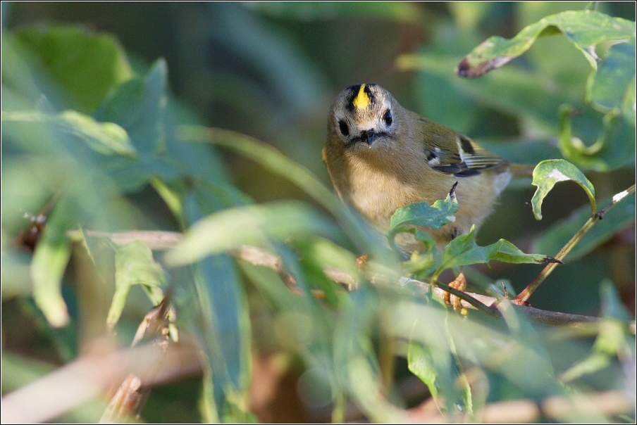 Králíček obecný ( Regulus regulus )