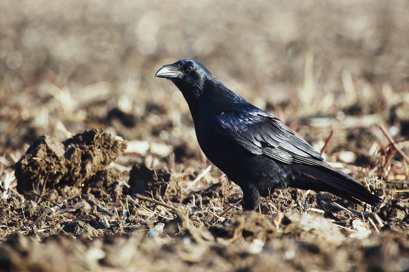 krkavec velký  ( Corvus corax )
