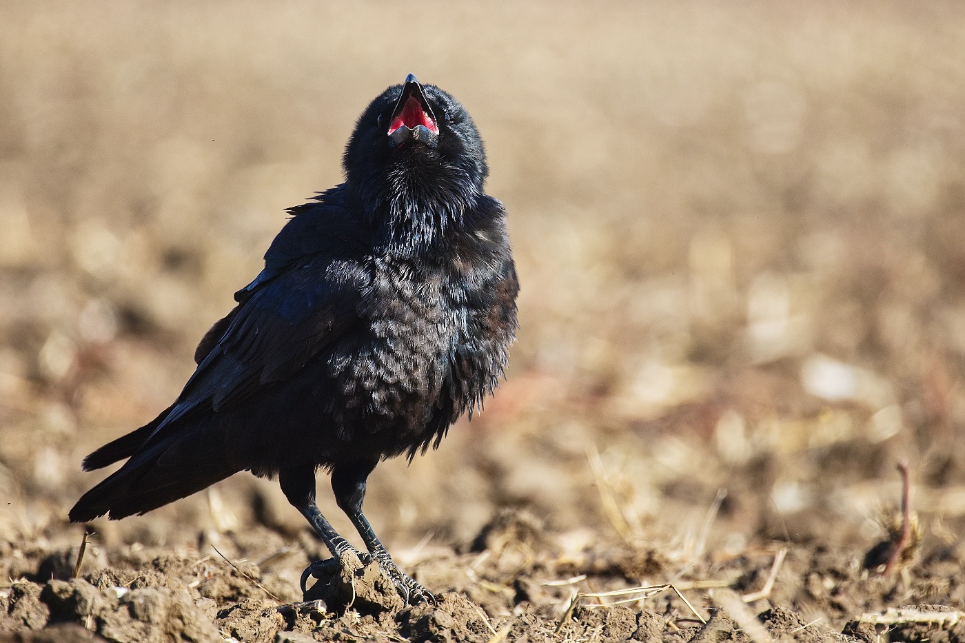 krkavec velký  ( Corvus corax )