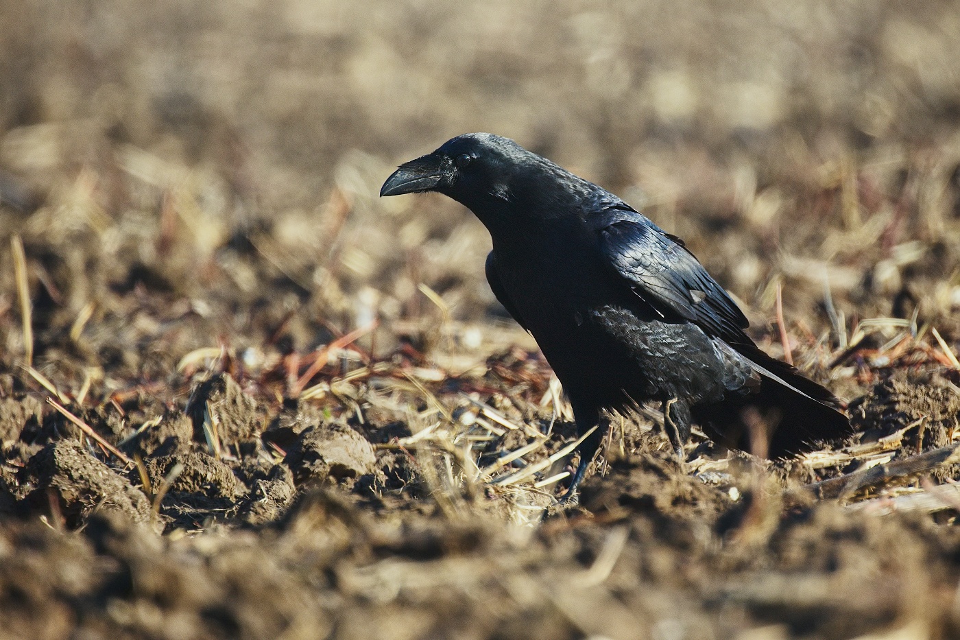 krkavec velký  ( Corvus corax )