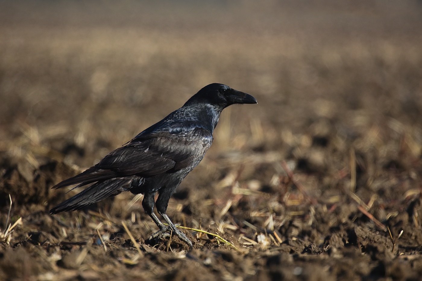 krkavec velký  ( Corvus corax )