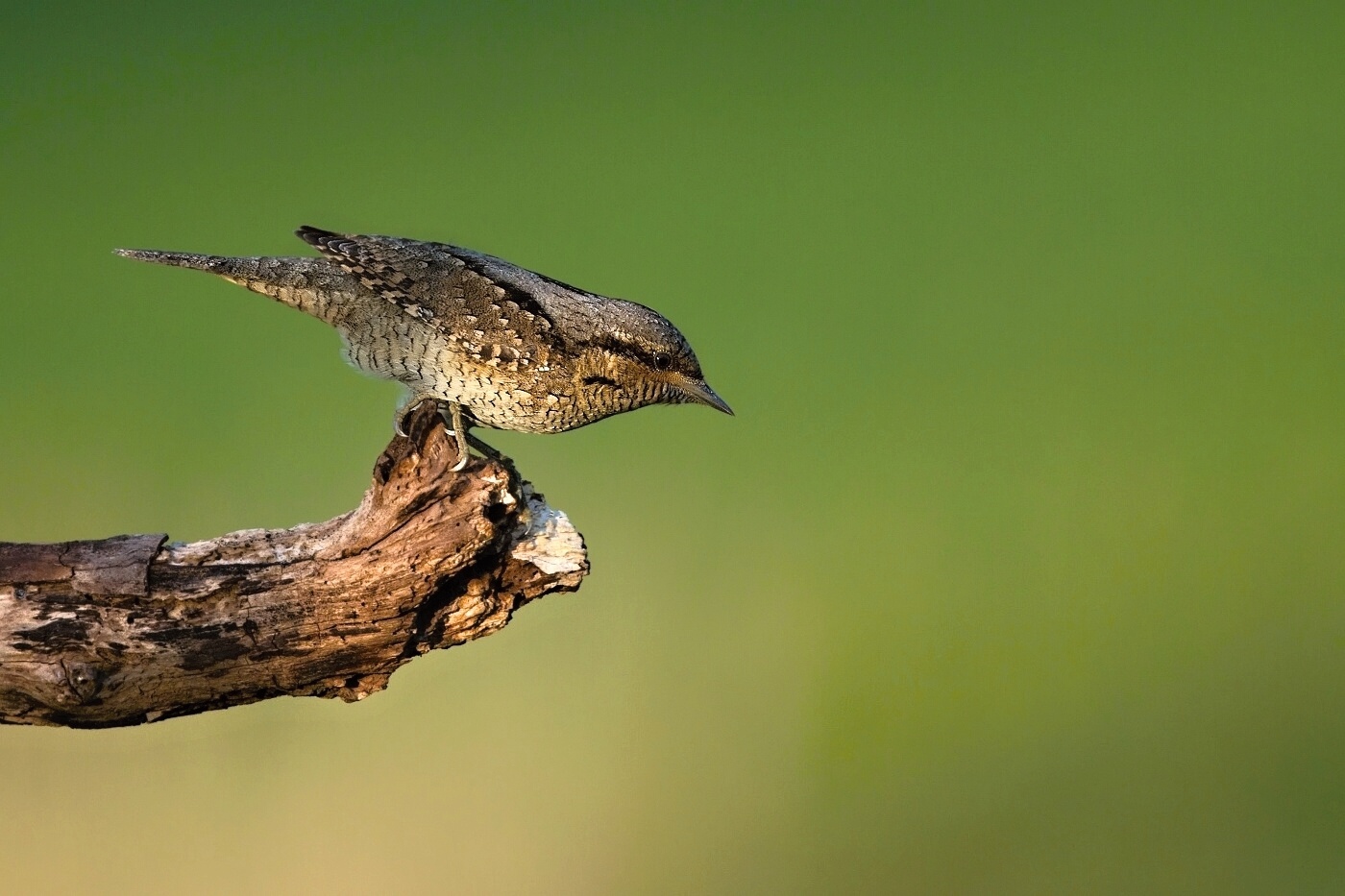 krutihlav obecný  ( Jynx torguilla )