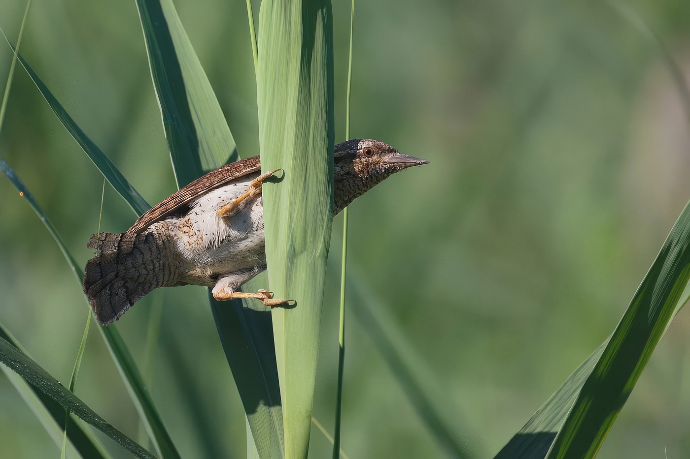Krutihlav obecný  ( Jynx torguilla )