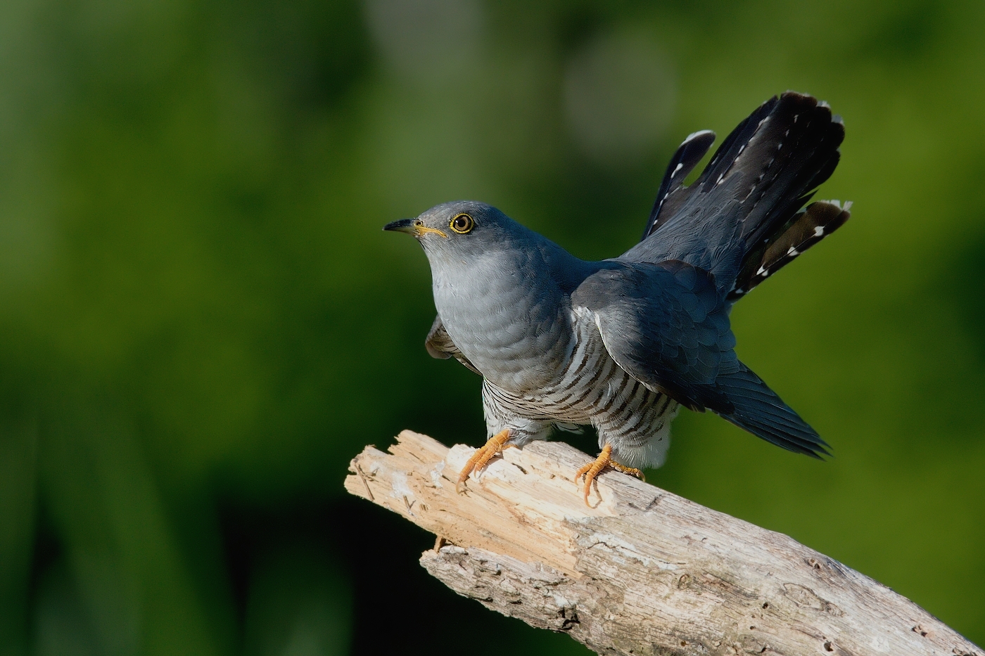 Kukačka obecná  (Cuculus canorus )