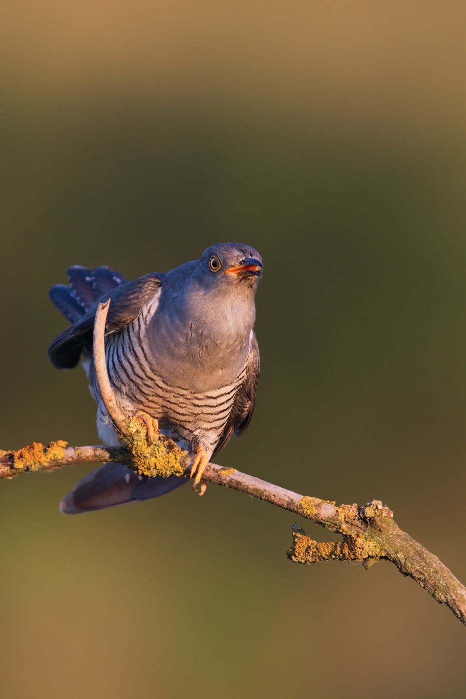 Kukačka obecná  (Cuculus canorus )