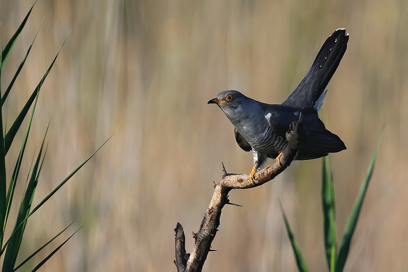 Kukačka obecná ( Cuculus canorus )