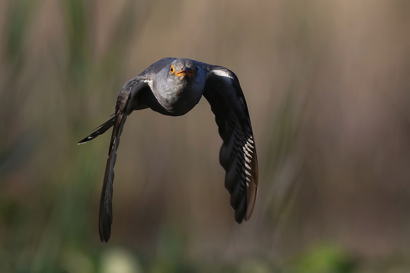 Kukačka obecná ( Cuculus canorus )