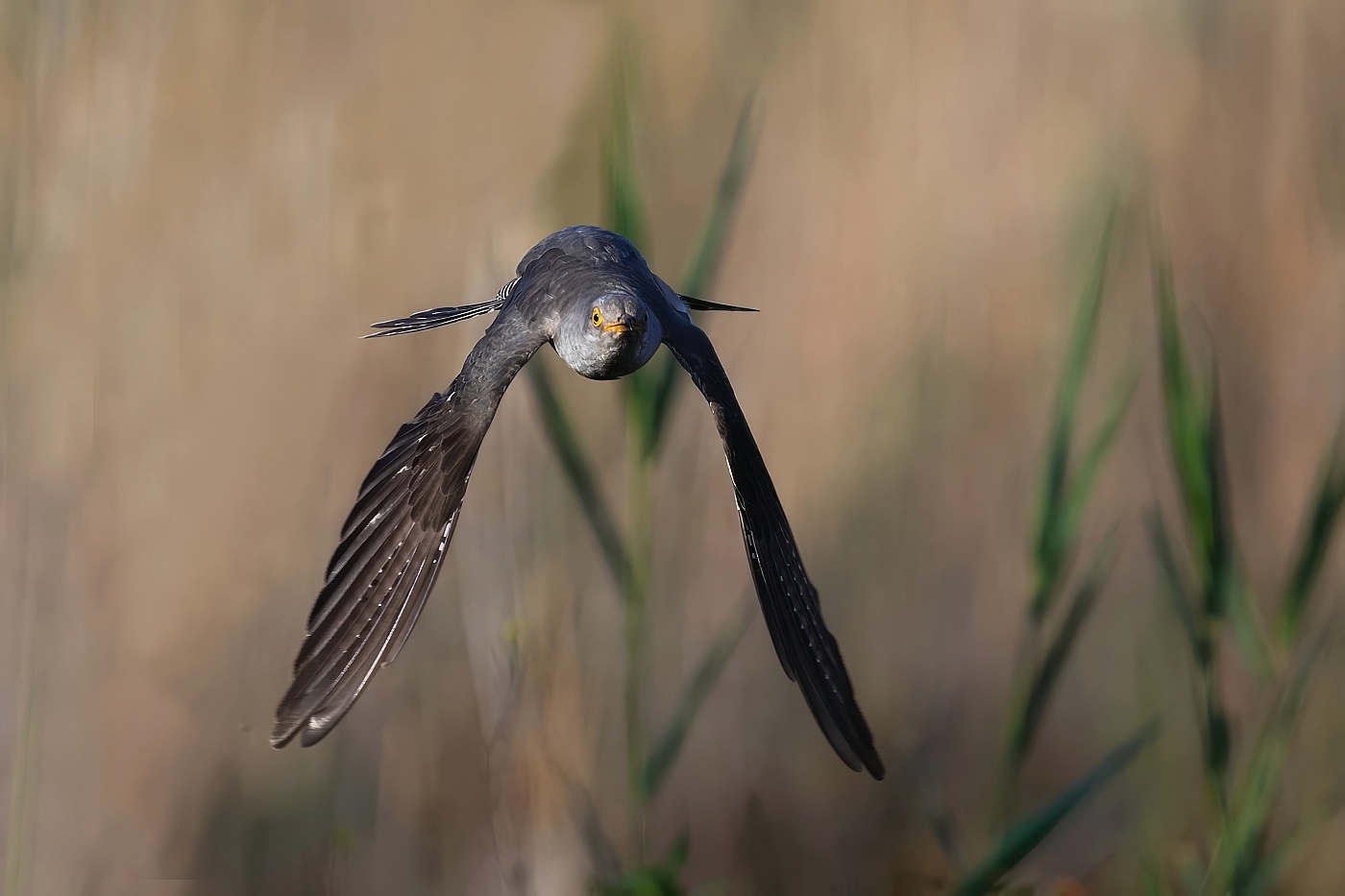 Kukačka obecná ( Cuculus canorus )
