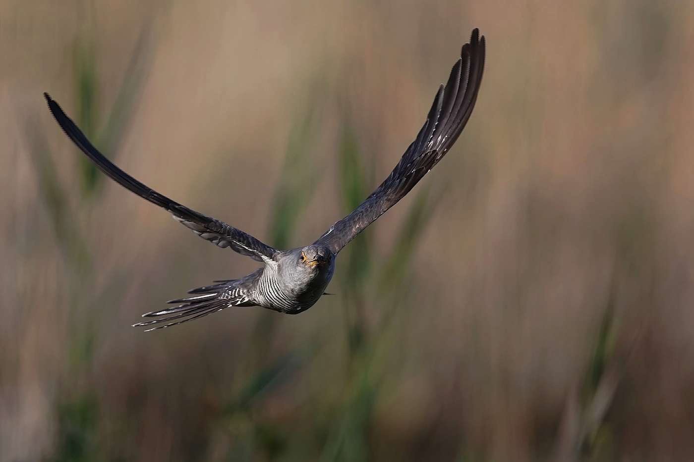 Kukačka obecná ( Cuculus canorus )