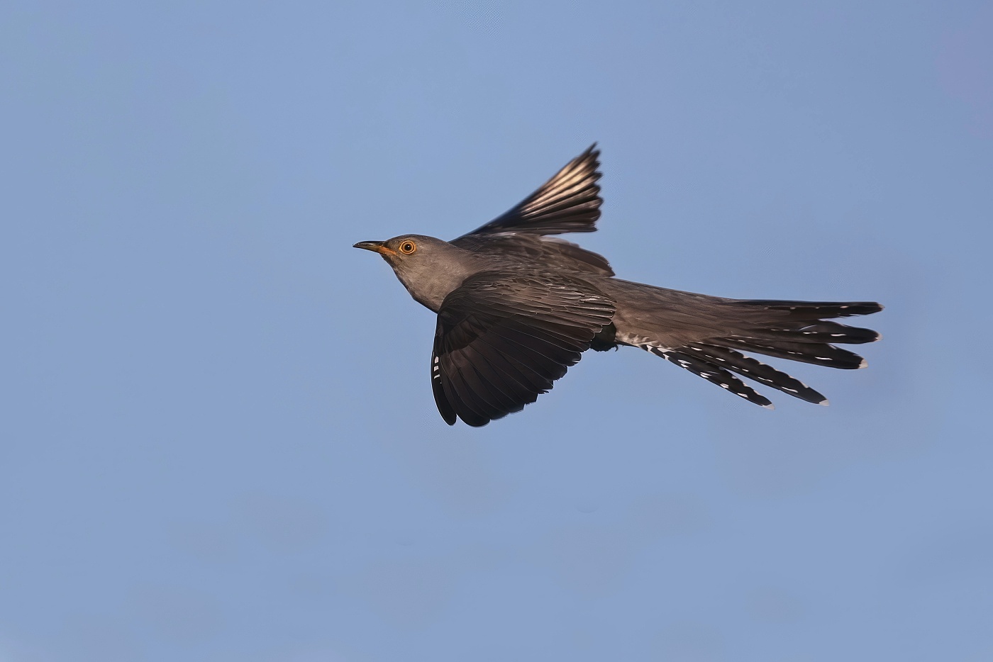 Kukačka obecná ( Cuculus canorus )