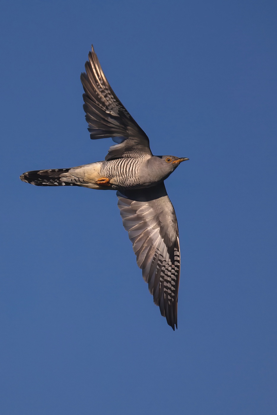 Kukačka obecná ( Cuculus canorus )