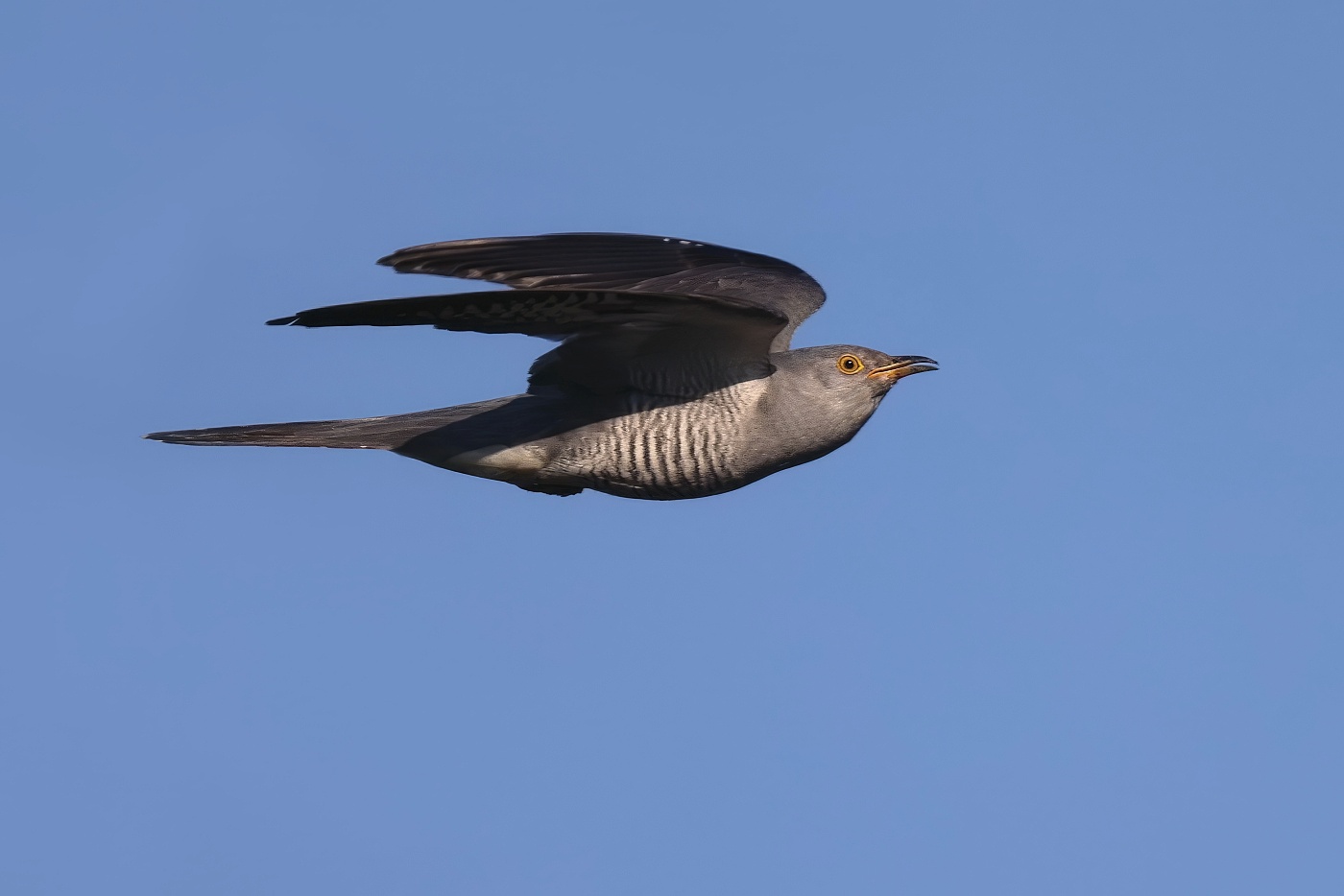 Kukačka obecná ( Cuculus canorus )