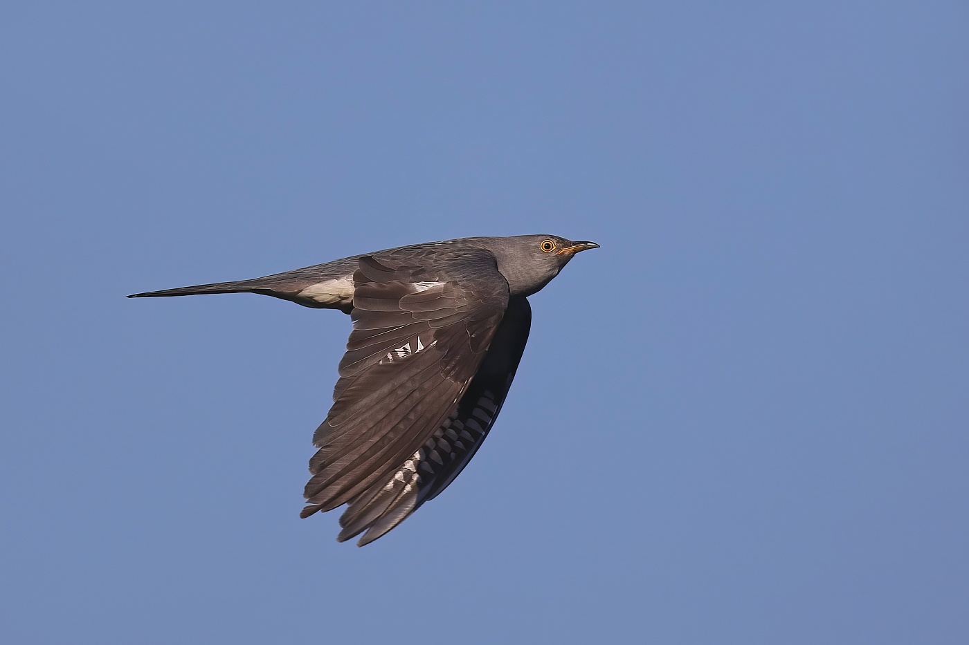 Kukačka obecná ( Cuculus canorus )