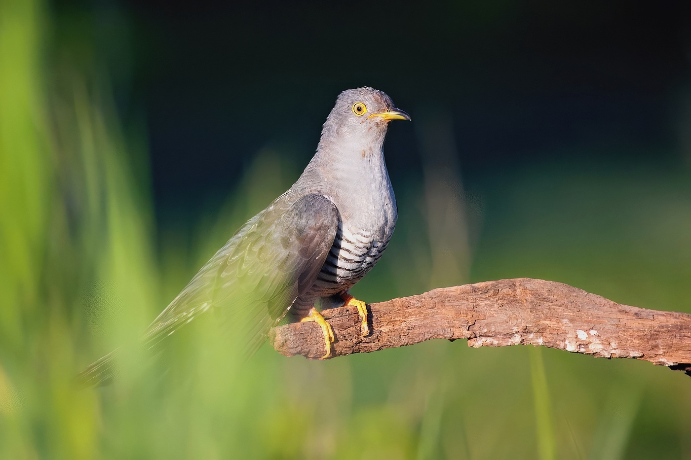 Kukačka obecná ( Cuculus canorus )