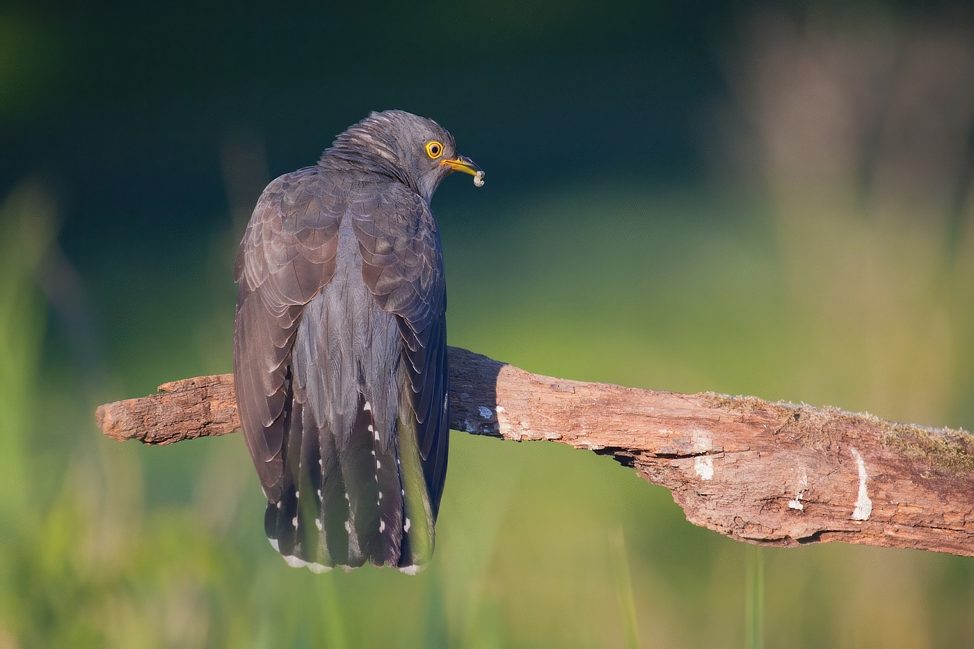 Kukačka obecná ( Cuculus canorus )