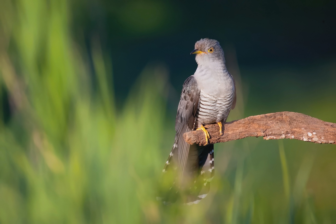 Kukačka obecná ( Cuculus canorus )