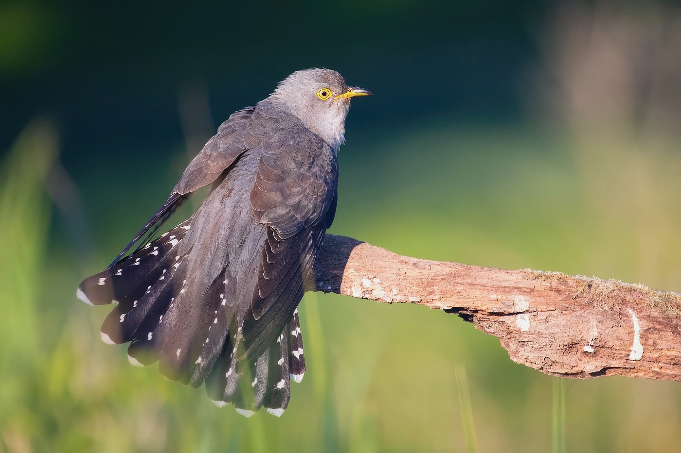 Kukačka obecná ( Cuculus canorus )