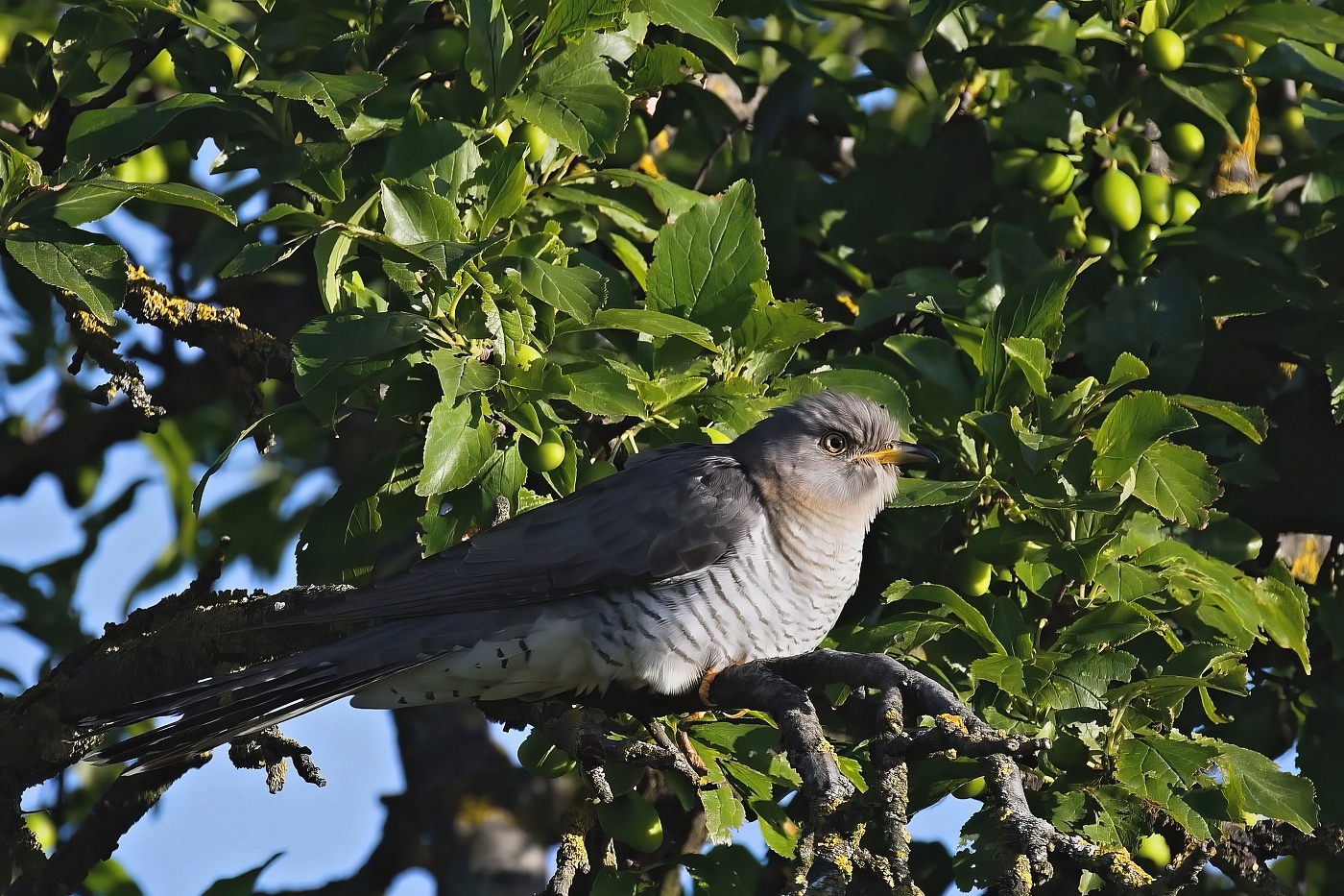 Kukačka obecná ( Cuculus canorus )