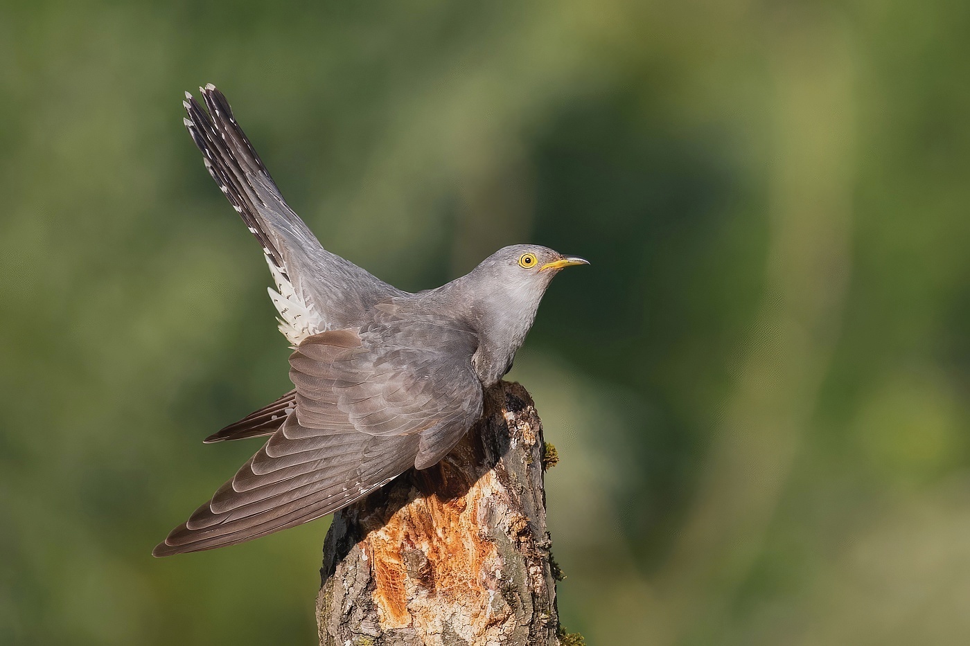 Kukačka obecná ( Cuculus canorus )