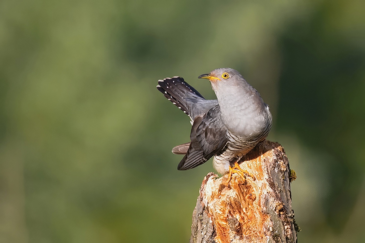 Kukačka obecná ( Cuculus canorus )