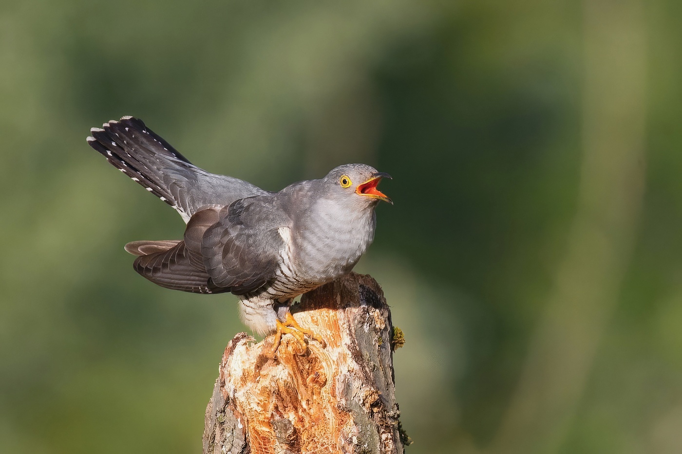 Kukačka obecná ( Cuculus canorus )